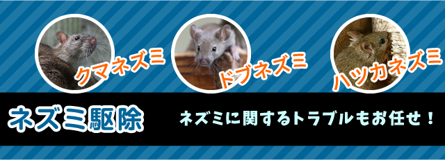 ネズミ駆除もおまかせ